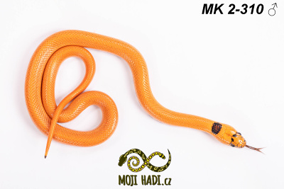 hadi na prodej, mládě, český chov hadů, odchov hadů, mojihadi.cz, Lampropeltis, mexcampb, magmaking, lampropeltis hybrid, lampropeltis mexicana, lampropeltis triangulum campbelli, special snakes, Mexican Kingsnake, Pueblan Milksnake, korálovka, best of snakes